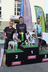 Fragment biegu Pucharu Polski w Dogtrekkingu w Wiśle